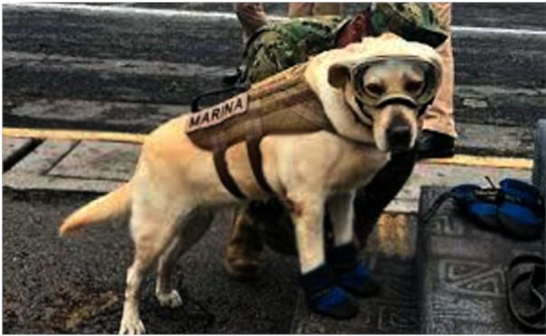 Ayudan a buscar personas...